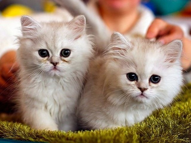 Породы кошек в Беломорске | ЗооТом портал о животных