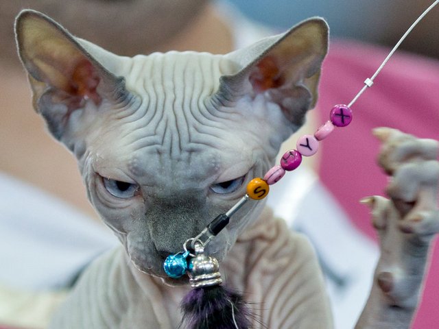 Выставки кошек в Беломорске | ЗооТом портал о животных