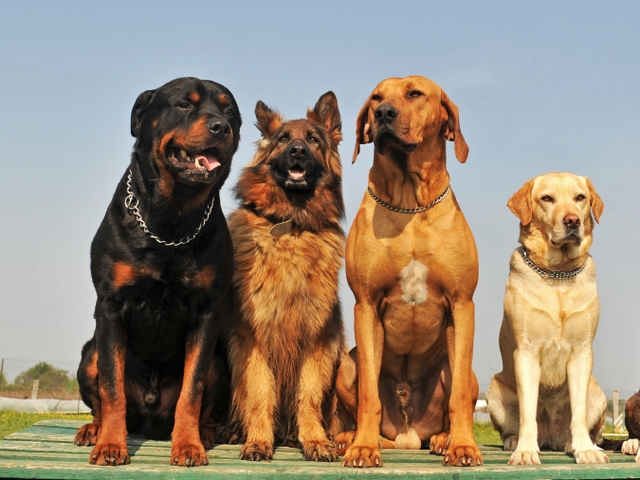 Крупные породы собак в Беломорске | ЗооТом портал о животных